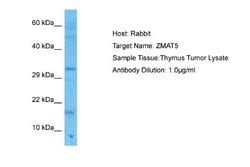 ZMAT5 Rabbit anti-Human, Polyclonal, Novus Biologicals 0.1 mL | Buy Online | Novus Biologicals | Fisher Scientific